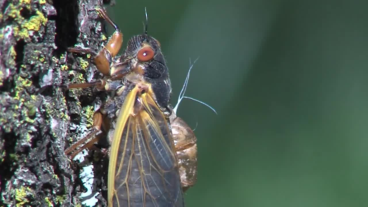 Thumbnail image for MCOL: Cicadas