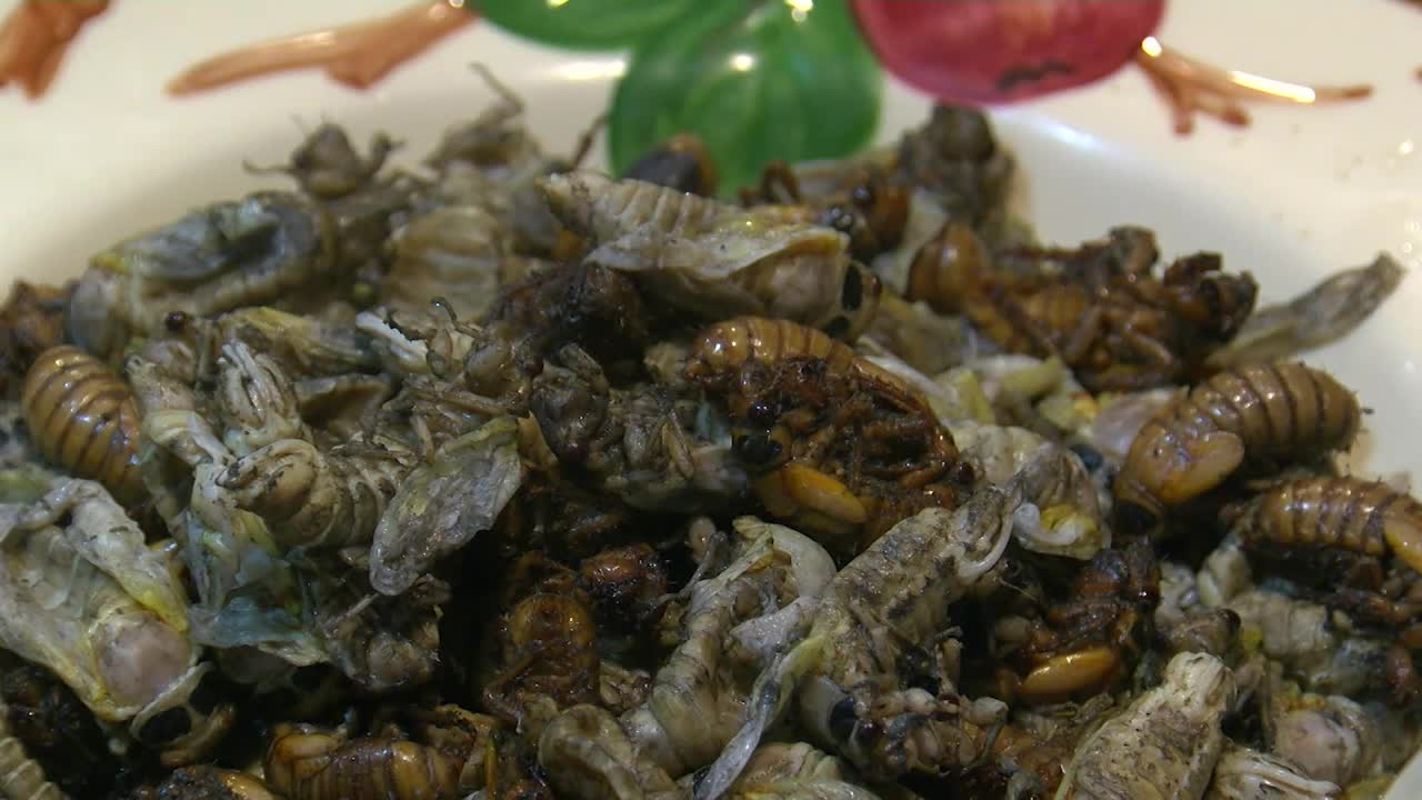 Thumbnail image for MCOL: First Time Cooking Cicadas