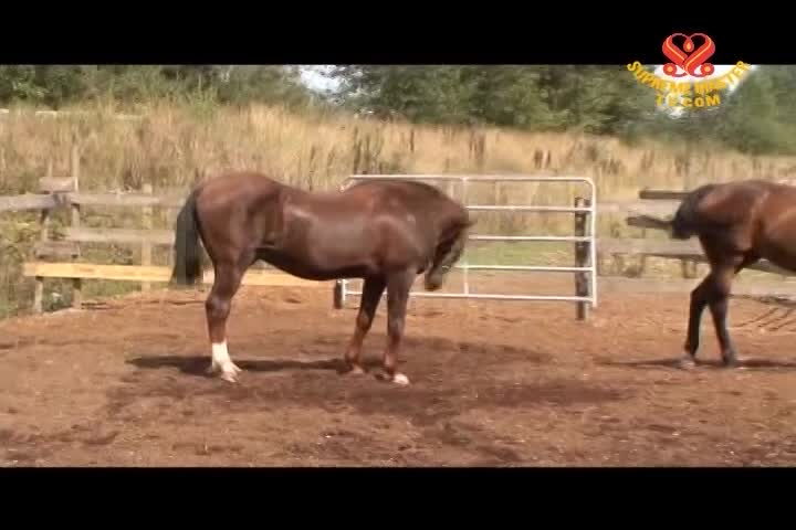 Thumbnail image for Vegetarianism, The Noble Way of Living