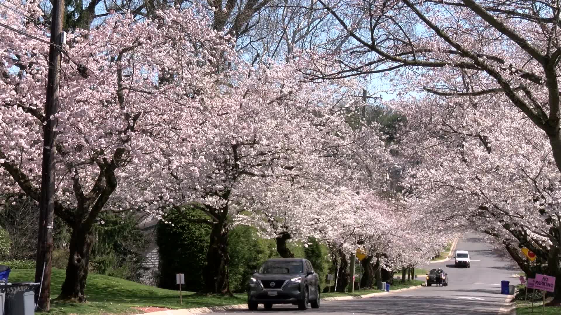 Thumbnail image for MCOL: Kenwood Cherry Blossoms